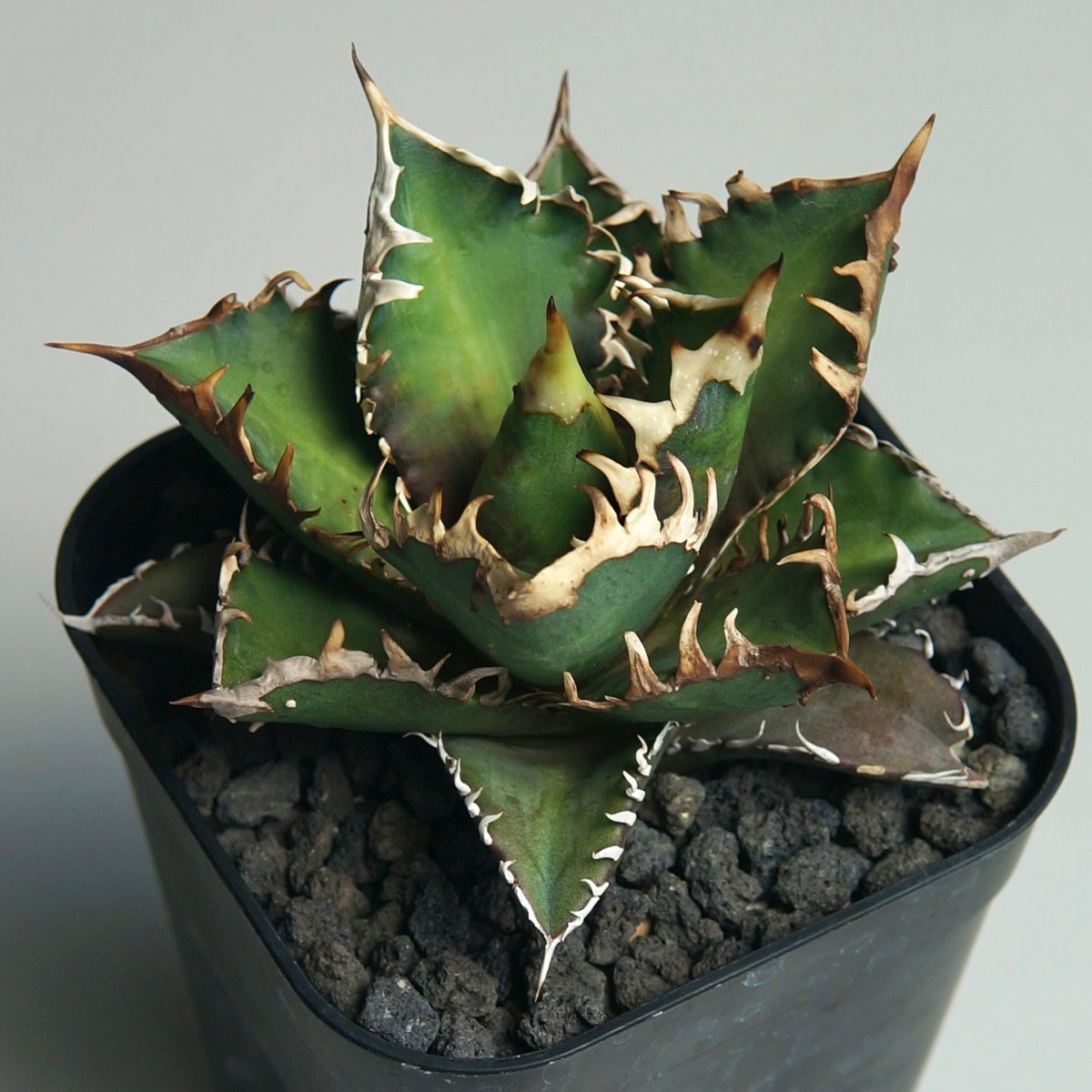 アガベ チタノタ ”レッドキャットウィーズル / ゴリ猫” | RADICE