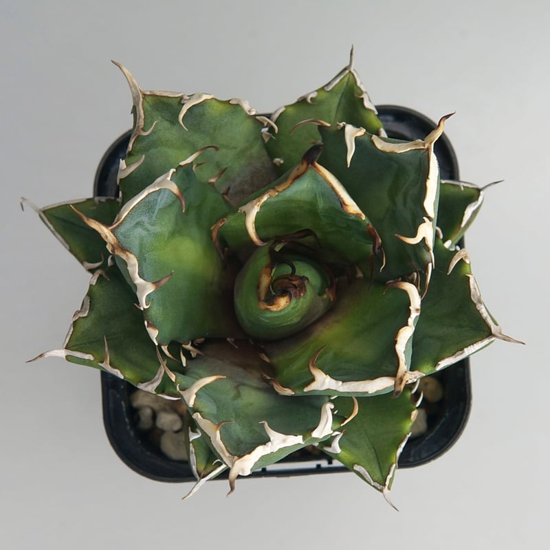 アガベ チタノタ “鬼爪” | RADICE