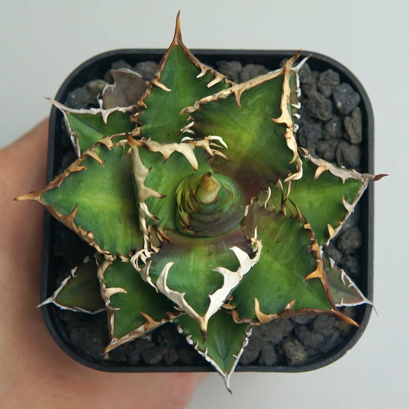 アガベ チタノタ ”レッドキャットウィーズル / ゴリ猫” | RADICE