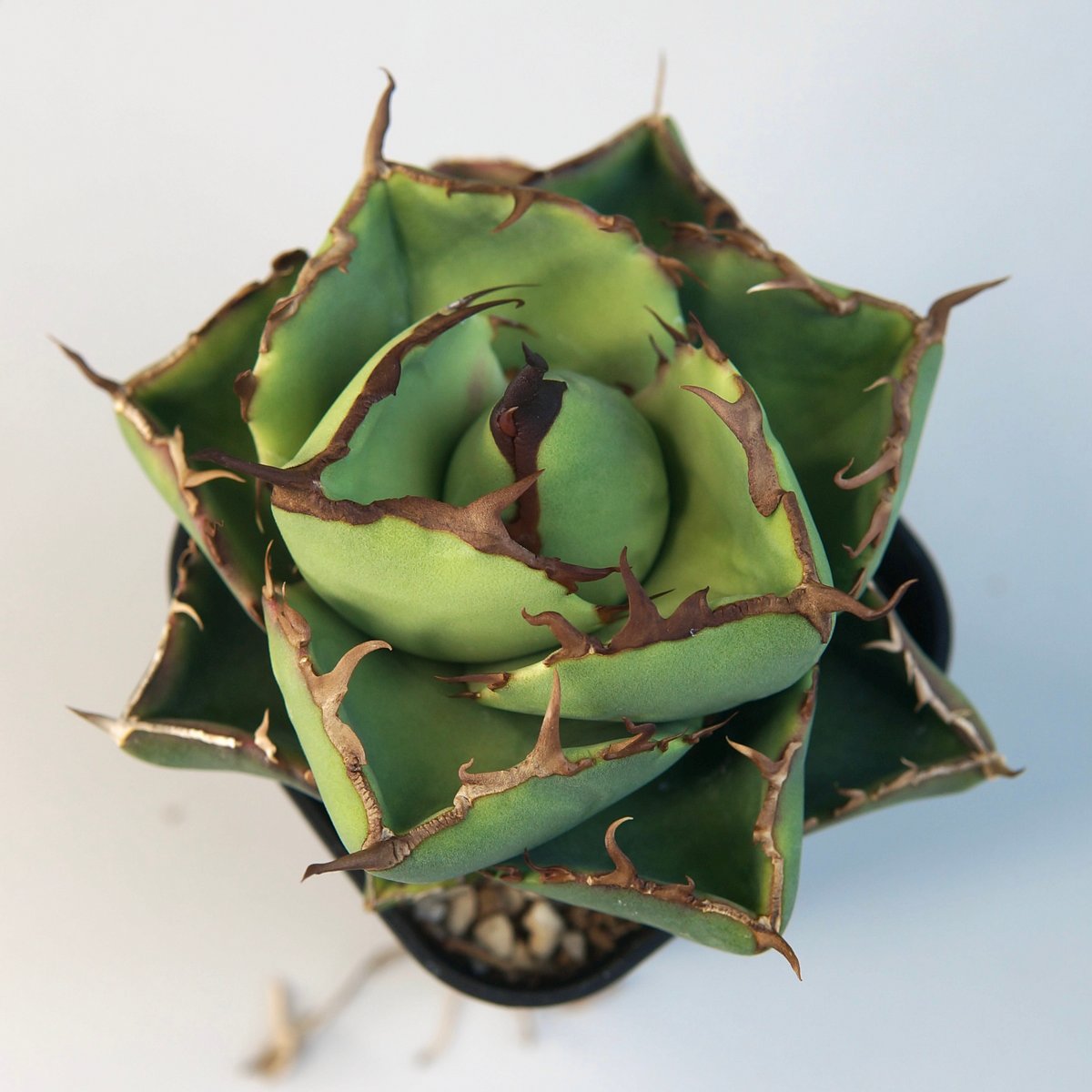 アガベ チタノタ ”ジャガーノート（純血）” | RADICE