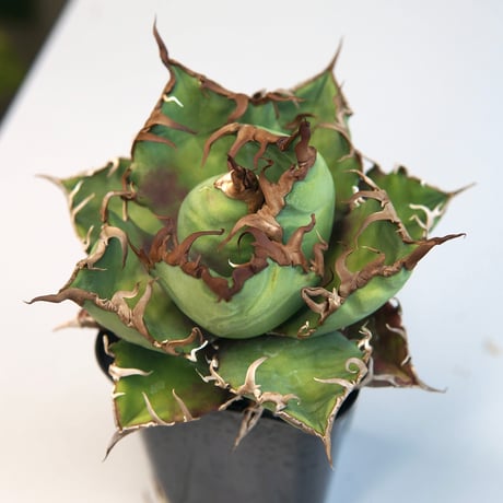 チタノタシーザー台湾lize産凱薩 大株