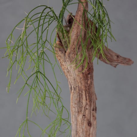 Driftwood hanging flowervase#9