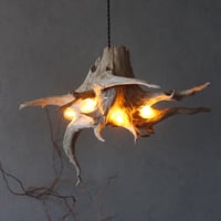 4bulbs Roots light