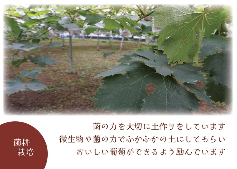 旨味がギュッと濃縮／ほしぶどう【ピオーネ／ドライフルーツ／岡山県産