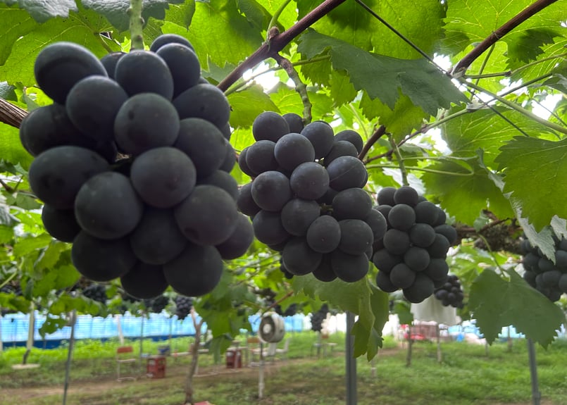 旨味がギュッと濃縮／ほしぶどう【ピオーネ／ドライフルーツ／岡山県産