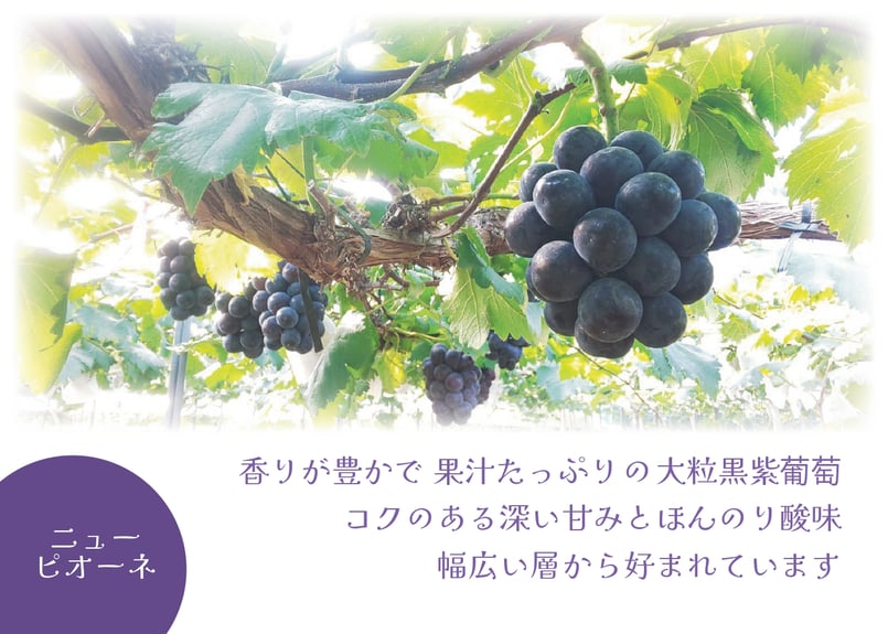 旨味がギュッと濃縮／ほしぶどう【ピオーネ／ドライフルーツ／岡山県産
