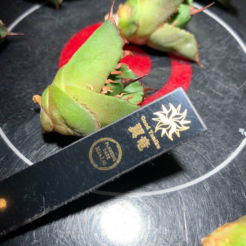 【goodtaniku】翼竜　プテラノドン　OC goodtaniku】翼竜プテラノドンOC