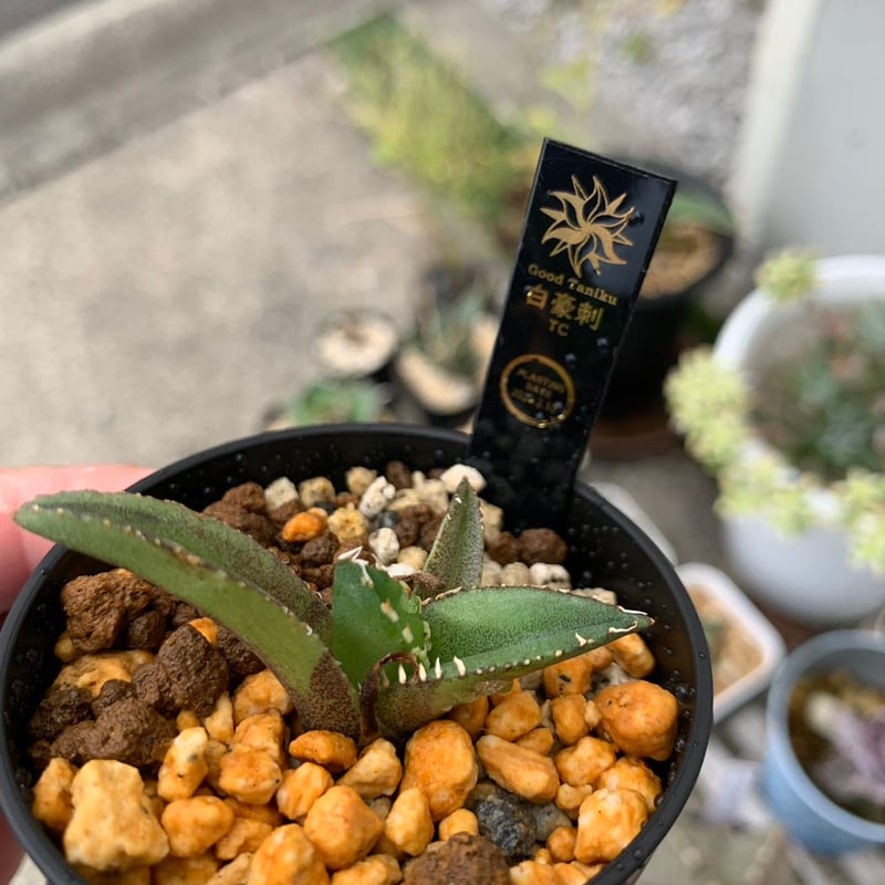 goodtaniku】アガベ プテラノドンOC +白豪刺tc 【公式通販】