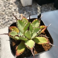 アガベ 台湾チェリーボム（白妖と同血統）TC株 | goodtaniku 