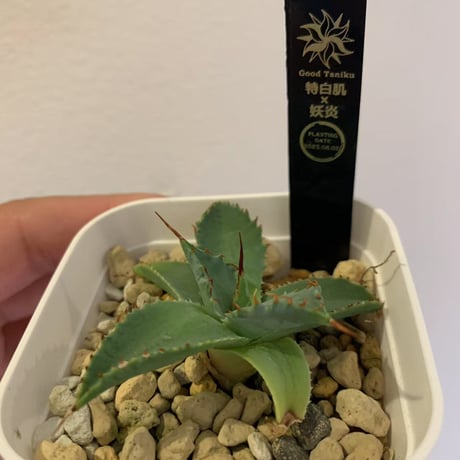 goodtaniku】アガベ プテラノドンOC +白豪刺tc 【公式通販】