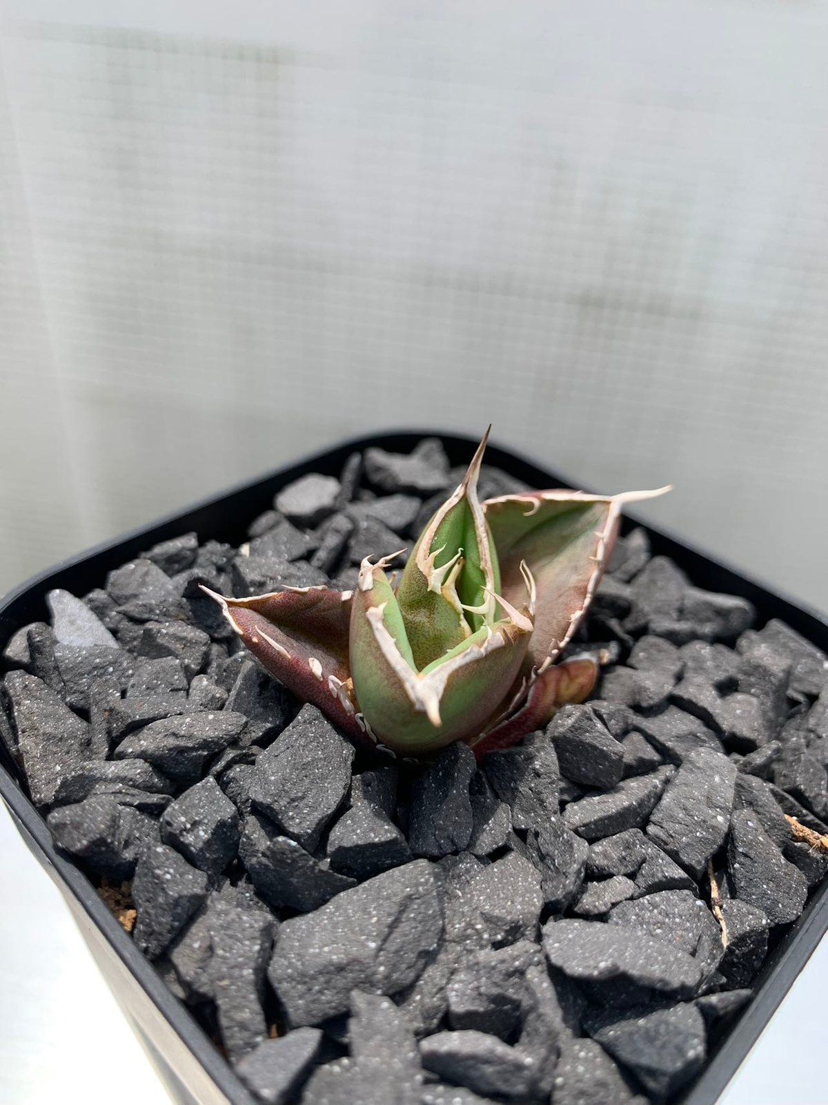 GTシリーズ GT03 妖狐 子株（1~7枚は親株） | goodtaniku 