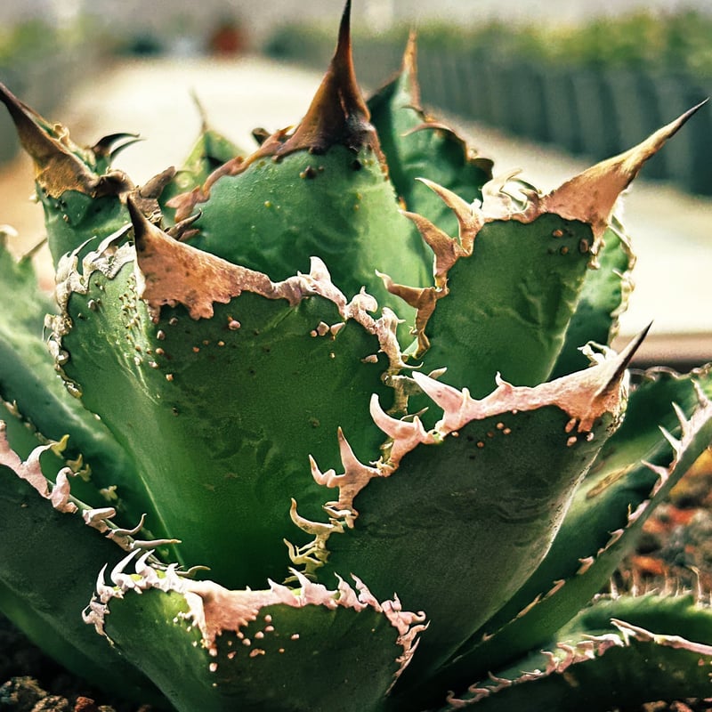 発根済!アガベ・チタノタ・金鯨|agave titanota Gold Whalen 発根済!アガベ・チタノタ・金鯨|agave titanota Gold Whalen