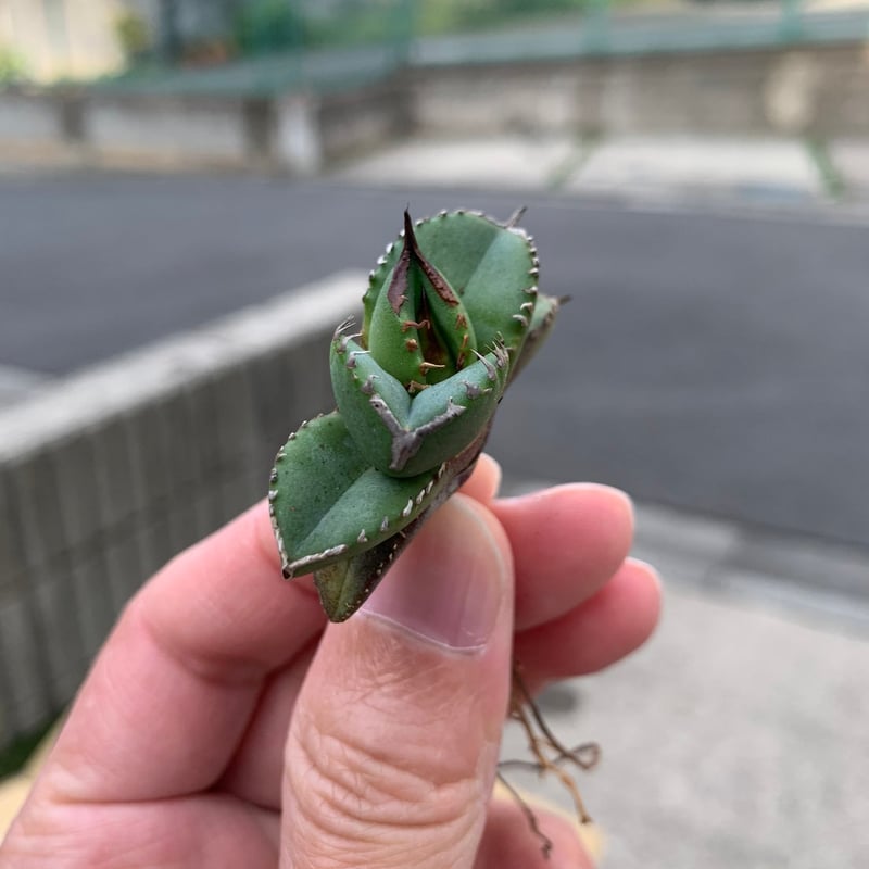 アガベ 台湾チェリーボム（白妖と同血統）TC株 | goodtaniku 