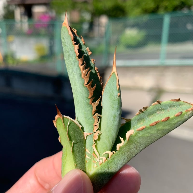 アガベ 稀少株 海后OC_01 子株 | goodtaniku 