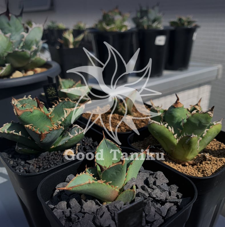 【goodtaniku】翼竜　プテラノドン　OC goodtaniku】翼竜 プテラノドン OC プテラノドンとぼく: Kei Craft