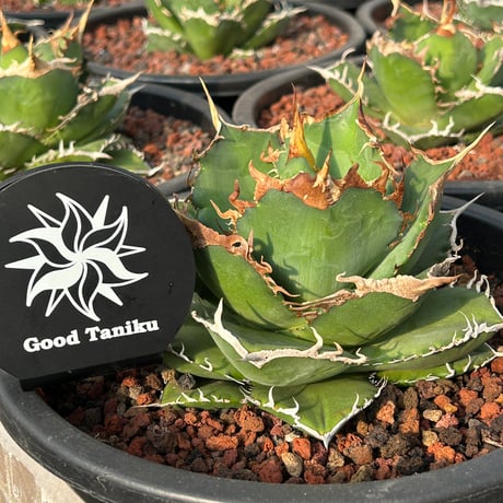 goodtaniku】アガベ チタノタ 毒液OC 子株 発根済み 【公式通販】