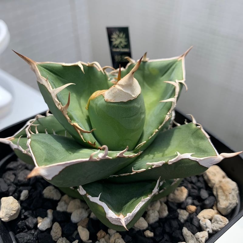 GTシリーズ GT03 妖狐 子株（1~7枚は親株） | goodtaniku 