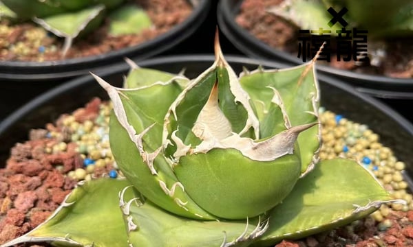 アガベ翼竜プテラノドンTC 中株