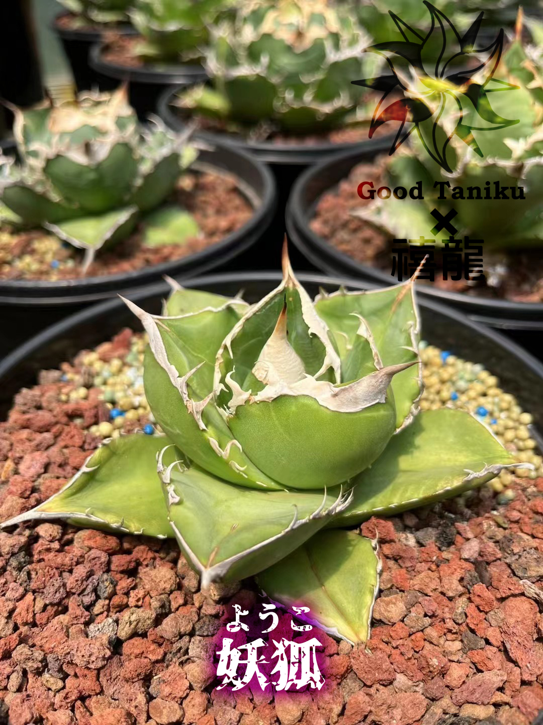 GTシリーズ GT03 妖狐 子株（1~7枚は親株） | goodtaniku 