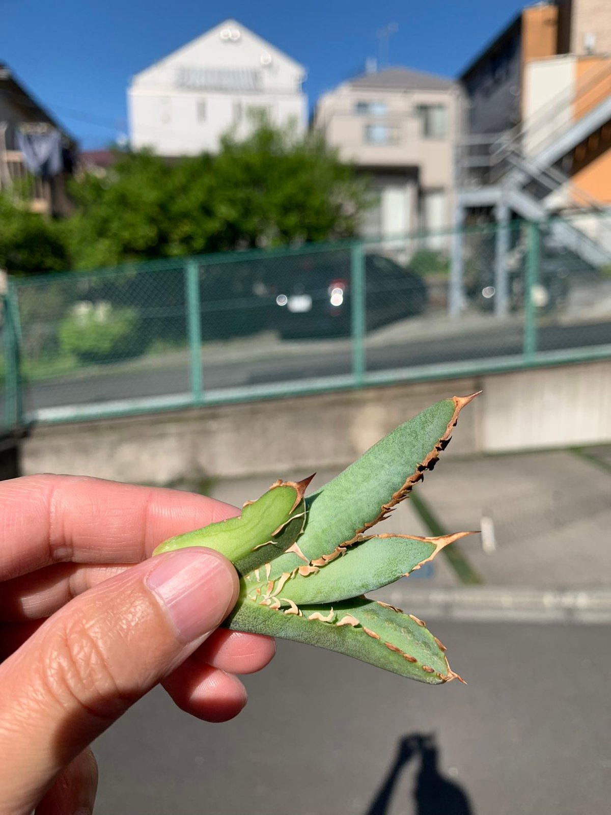 アガベ 稀少株 海后OC_01 子株 | goodtaniku 