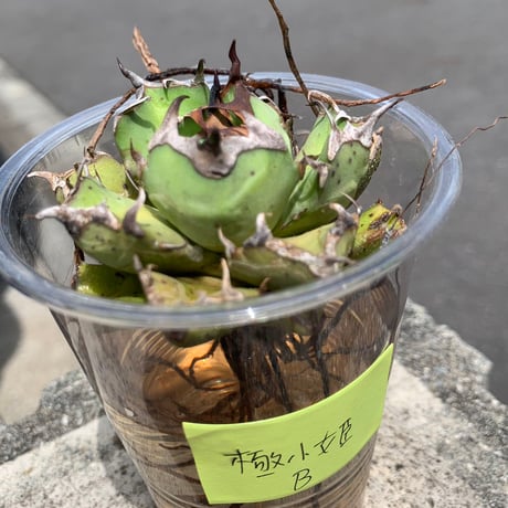 goodtaniku