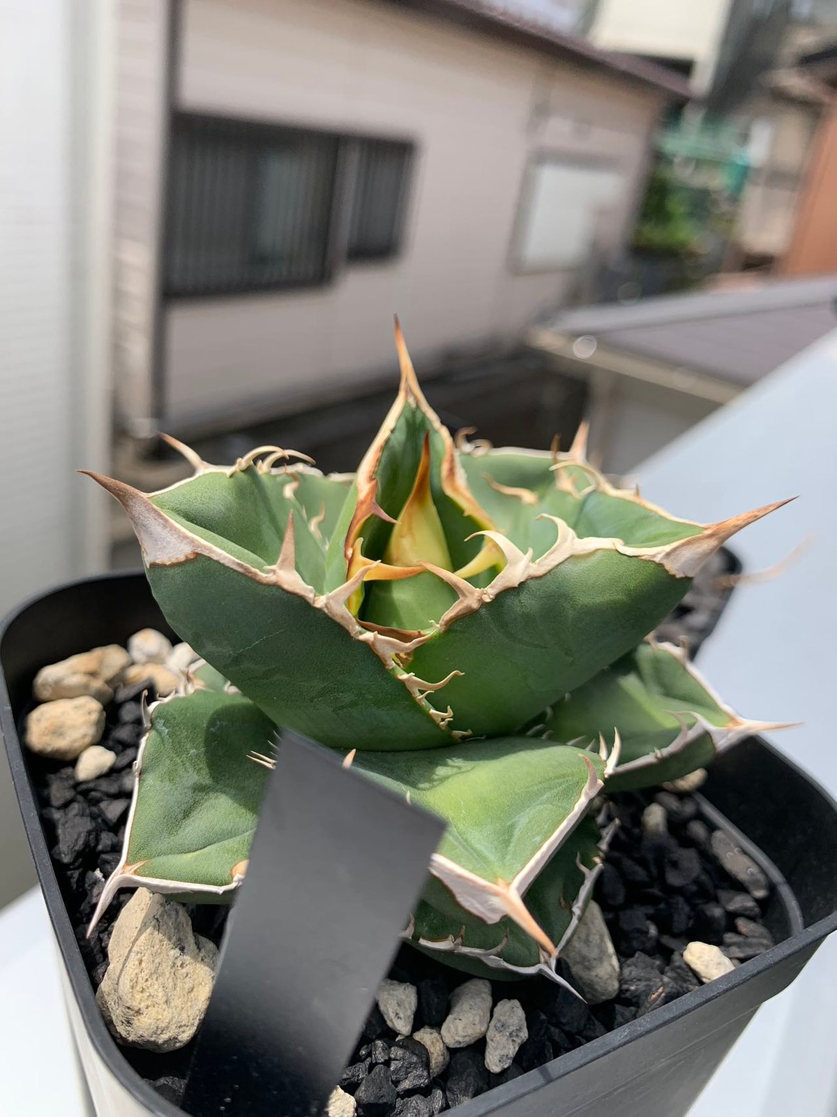 GTシリーズ GT03 妖狐 子株（1~7枚は親株） | goodtaniku 