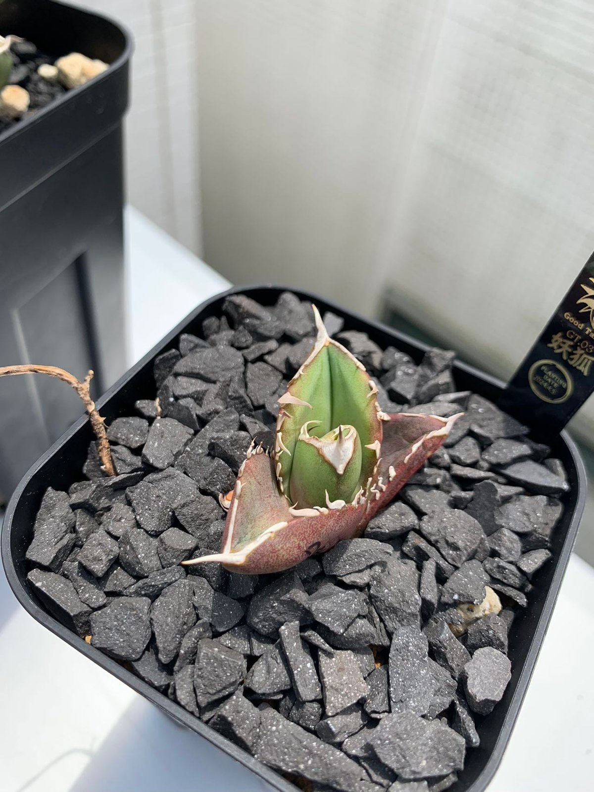 GTシリーズ GT03 妖狐 子株（1~7枚は親株） | goodtaniku 