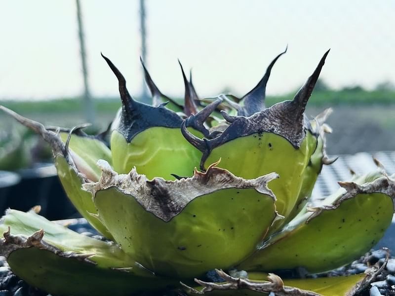 アガベ チタノタ チェリーボム(白妖) アガベ チタノタ 白火焔 agave