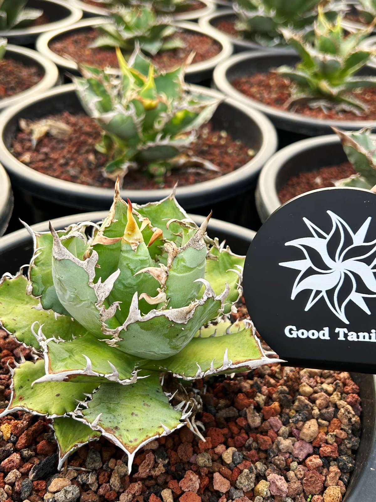 アガベ☆希少15種セット☆ 大好評!!アガベ☆希少品種15点セット アガベ☆希少15種セット☆ 大好評!!アガベ☆希少品種15点セット