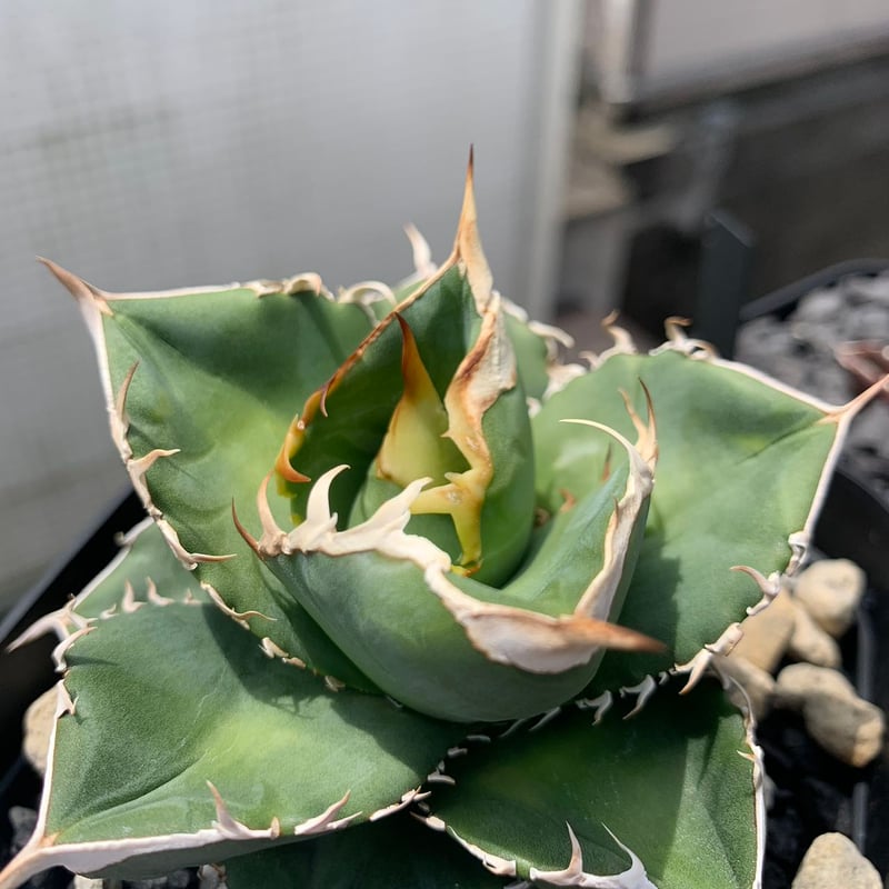 GTシリーズ GT03 妖狐 子株（1~7枚は親株） | goodtaniku 