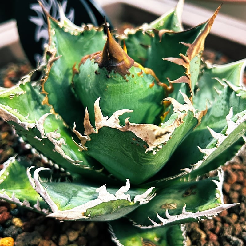 goodtaniku】アガベ 台湾雪峰 OC 天芽 発根済み おまけつき 【公式通販】