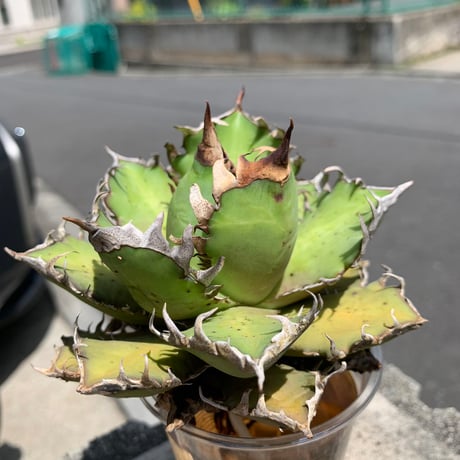 【goodtaniku】GT青嵐　活着鉢ごと発送 goodtaniku】GT青嵐 活着鉢ごと発送 - メルカリ