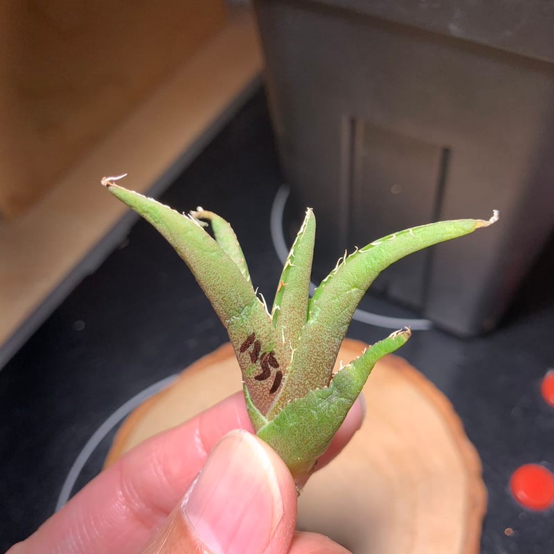 goodtaniku】アガベ プテラノドンOC +白豪刺tc 【公式通販】