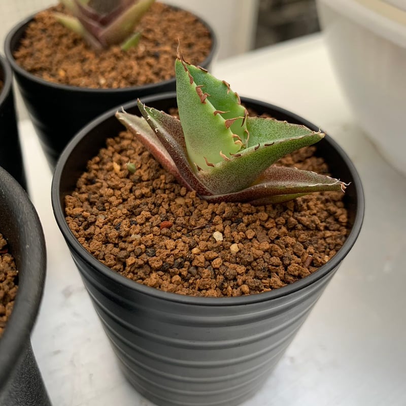 貔貅 台湾TC | goodtaniku 貔貅 台湾TC | goodtaniku