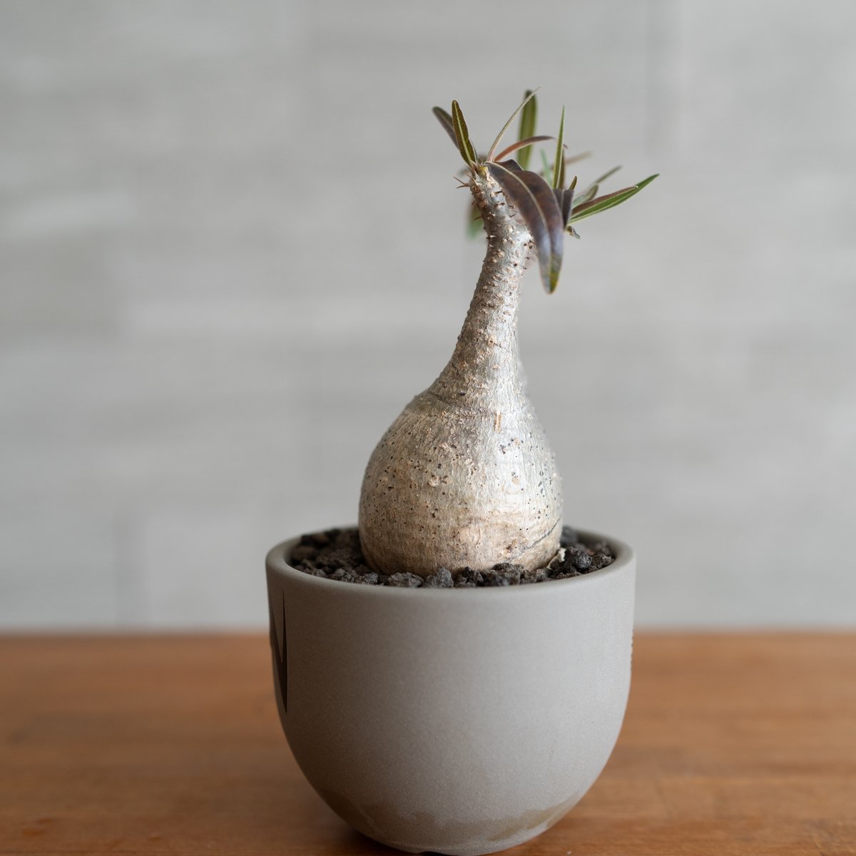 グラキリス　短枝　バリエムxs グラキリス 短枝 バリエムxs Amazon.co.jp: パキポディウム