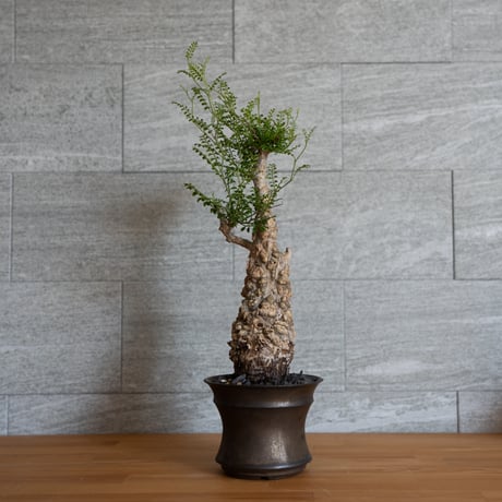 ITEM | 広島市内にある塊根植物と陶器鉢のお店 Hello!Caudex