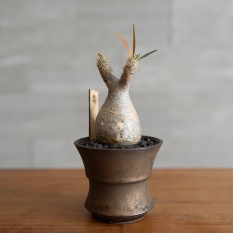 広島市内にある塊根植物と陶器鉢のお店 Hello!Caudex