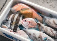 鮮魚パック