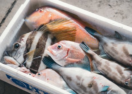 鮮魚パック