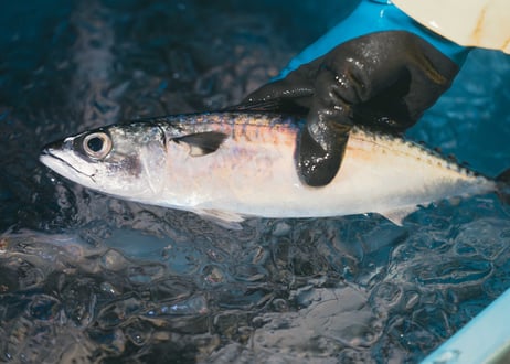 鮮魚パック