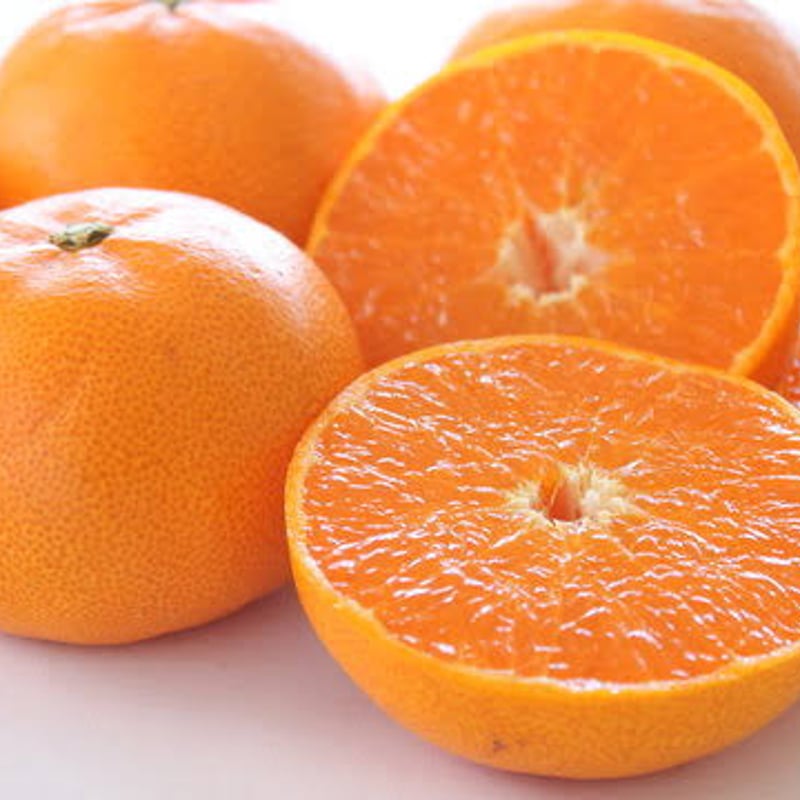 nachuralist-SETOKA ORANGE- | nachuralist-自然派-