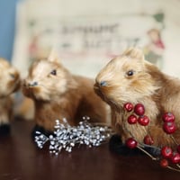 カピバラベビー