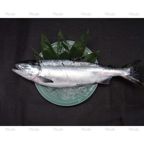 食材・食品・19点セット・写真・JPG・QS001