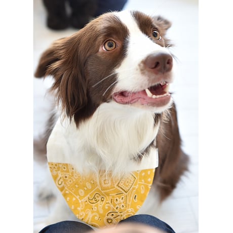 【ペイズリー YELLOW】dog bib（M)