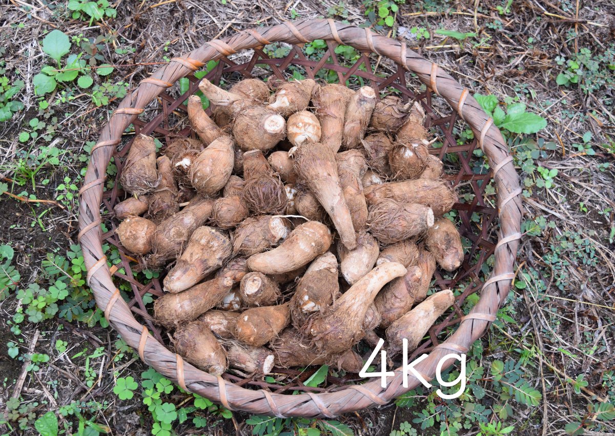 里芋（2〜4kg） | コトノハ農園