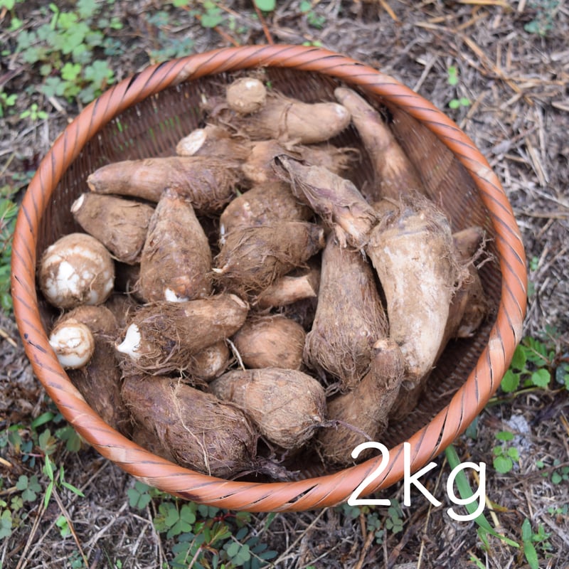 里芋（2〜4kg） | コトノハ農園