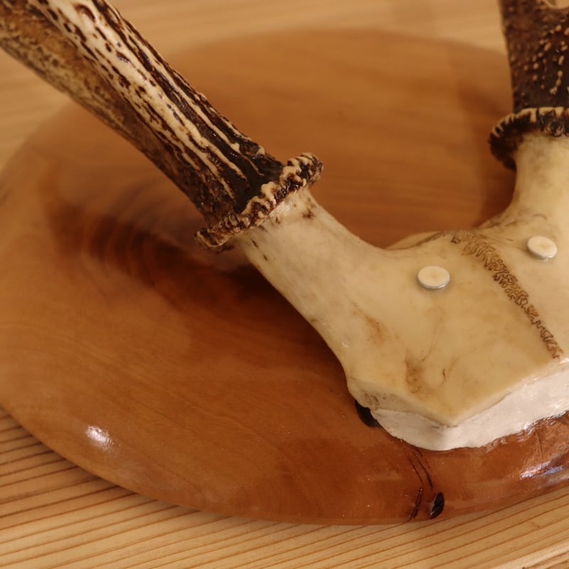 ハンティングトロフィー（掛）【ヤマザクラ1】 | cycle