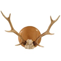 ハンティングトロフィー（掛）【ホオ1】 | cycle