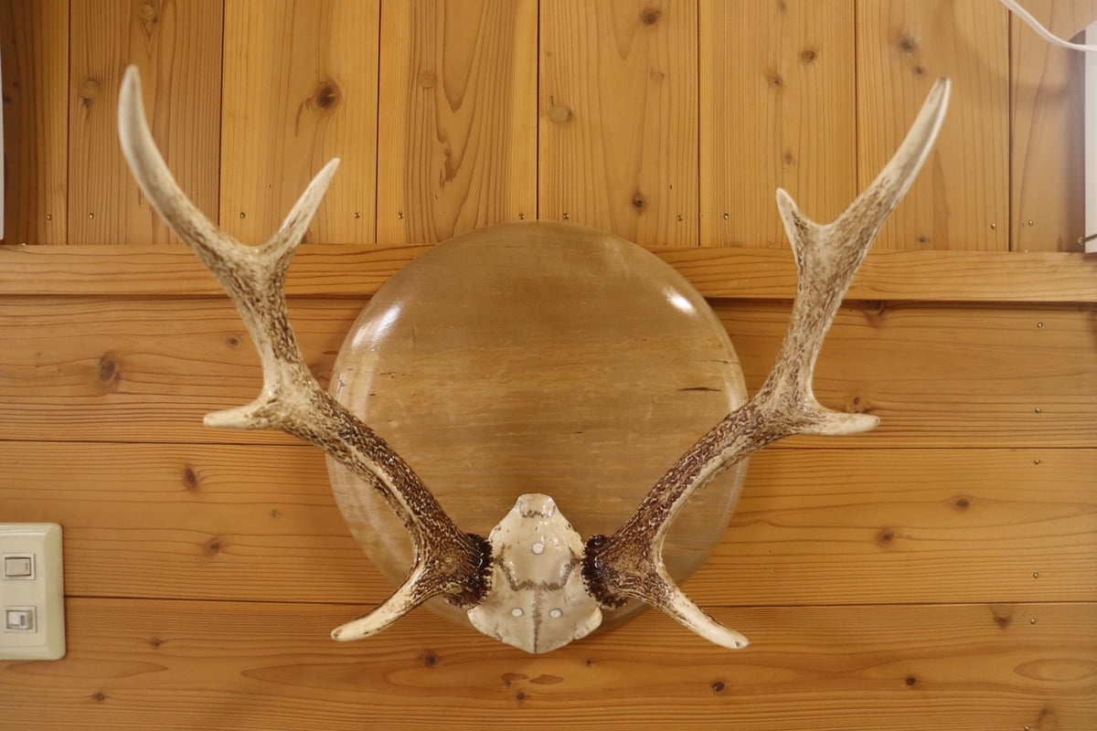 ハンティングトロフィー（掛）【ホオ1】 | cycle