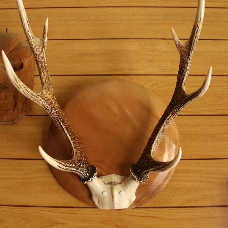 ハンティングトロフィー（掛）【ヤマザクラ1】 | cycle